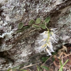 Dockrillia linguiformis (Thumb-nail Orchid) at Booderee National Park - 4 Oct 2023 by Tapirlord