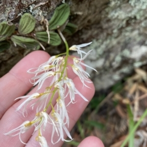 Dockrillia linguiformis at Jervis Bay, JBT - 4 Oct 2023