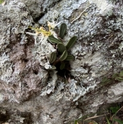 Dockrillia linguiformis at Jervis Bay, JBT - 4 Oct 2023