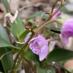 Dendrobium kingianum subsp. kingianum (Pink Rock Orchid) at Jervis Bay, JBT - 4 Oct 2023 by Tapirlord