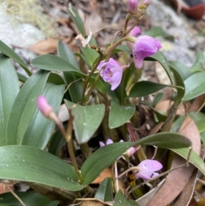 Dendrobium kingianum subsp. kingianum at Jervis Bay, JBT - 4 Oct 2023