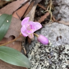 Dendrobium kingianum at Jervis Bay, JBT - suppressed