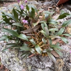 Dendrobium kingianum at Jervis Bay, JBT - suppressed