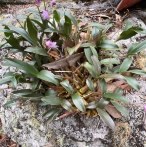 Dendrobium kingianum subsp. kingianum at Jervis Bay, JBT - 4 Oct 2023