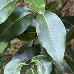 Endiandra sieberi (Hard Corkwood, Pink Walnut) at Booderee National Park - 4 Oct 2023 by Tapirlord