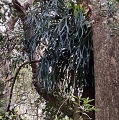 Platycerium bifurcatum at Saint Georges Basin, NSW - suppressed