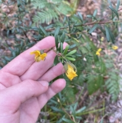 Gompholobium latifolium (Golden Glory Pea, Giant Wedge-pea) at Jervis Bay, JBT - 4 Oct 2023 by Tapirlord