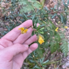 Gompholobium latifolium at Jervis Bay, JBT - 4 Oct 2023