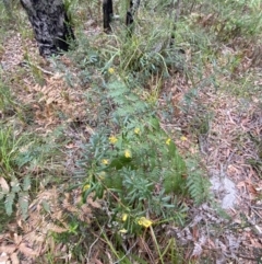 Gompholobium latifolium at Jervis Bay, JBT - 4 Oct 2023