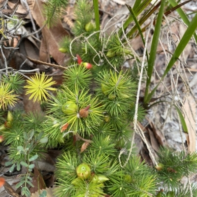 Astroloma pinifolium (Pine Heath) at Booderee National Park - 3 Oct 2023 by Tapirlord