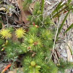 Astroloma pinifolium at Jervis Bay, JBT - 4 Oct 2023