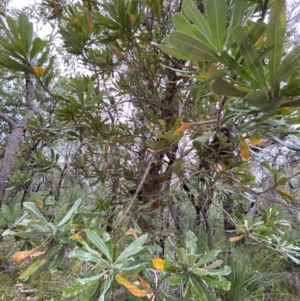 Banksia serrata at Jervis Bay, JBT - 4 Oct 2023 10:31 AM