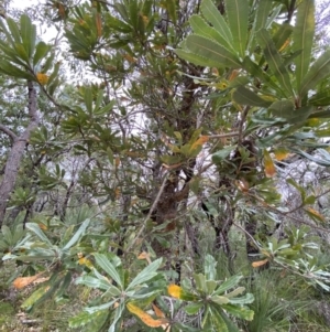 Banksia serrata at Jervis Bay, JBT - 4 Oct 2023