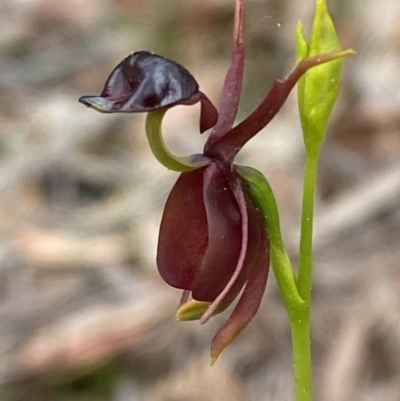 Caleana major (Large Duck Orchid) at Jervis Bay, JBT - 4 Oct 2023 by Tapirlord