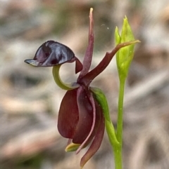 Caleana major at Jervis Bay, JBT - suppressed