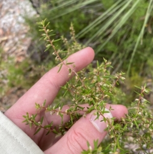 Styphelia ericoides at Jervis Bay, JBT - 4 Oct 2023