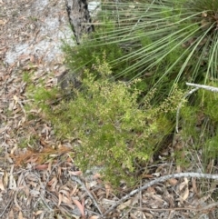 Leucopogon ericoides at Jervis Bay, JBT - 4 Oct 2023