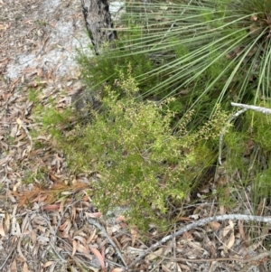 Styphelia ericoides at Jervis Bay, JBT - 4 Oct 2023