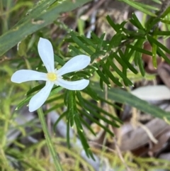 Ricinocarpos pinifolius (Wedding Bush) at Booderee National Park - 3 Oct 2023 by Tapirlord