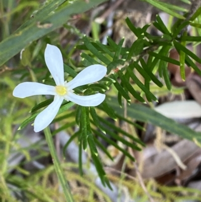 Ricinocarpos pinifolius (Wedding Bush) at Jervis Bay, JBT - 3 Oct 2023 by Tapirlord