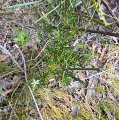 Ricinocarpos pinifolius at Jervis Bay, JBT - 4 Oct 2023