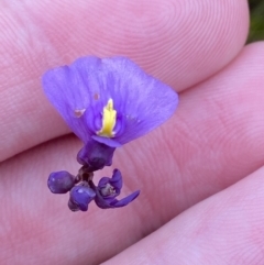 Utricularia dichotoma (Fairy Aprons, Purple Bladderwort) at Jervis Bay, JBT - 4 Oct 2023 by Tapirlord