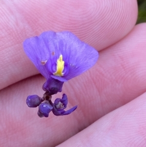 Utricularia dichotoma at Jervis Bay, JBT - 4 Oct 2023 10:26 AM