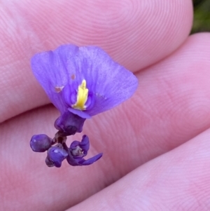 Utricularia dichotoma at Jervis Bay, JBT - 4 Oct 2023 10:26 AM