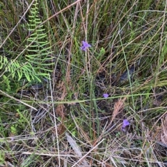 Utricularia dichotoma at Jervis Bay, JBT - 4 Oct 2023 10:26 AM