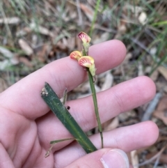 Bossiaea ensata (Sword Bossiaea) at Jervis Bay, JBT - 3 Oct 2023 by Tapirlord