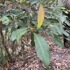Elaeocarpus reticulatus (Blueberry Ash, Fairy Petticoats) at Jervis Bay, JBT - 4 Oct 2023 by Tapirlord