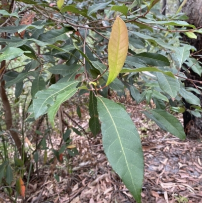 Elaeocarpus reticulatus (Blueberry Ash, Fairy Petticoats) at Jervis Bay, JBT - 4 Oct 2023 by Tapirlord
