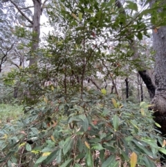 Elaeocarpus reticulatus at Jervis Bay, JBT - 4 Oct 2023