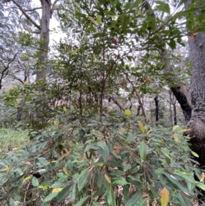Elaeocarpus reticulatus at Jervis Bay, JBT - 4 Oct 2023