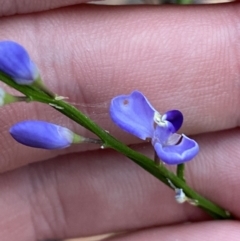 Comesperma volubile (Love Creeper) at Booderee National Park - 3 Oct 2023 by Tapirlord