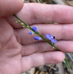 Comesperma volubile at Jervis Bay, JBT - 4 Oct 2023