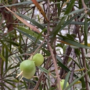 Persoonia linearis at Jervis Bay, JBT - 4 Oct 2023