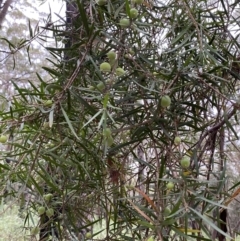 Persoonia linearis at Jervis Bay, JBT - 4 Oct 2023