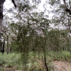 Persoonia linearis at Jervis Bay, JBT - 4 Oct 2023