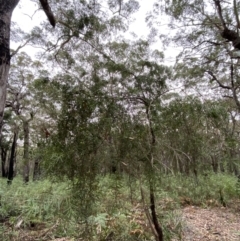 Persoonia linearis at Jervis Bay, JBT - suppressed
