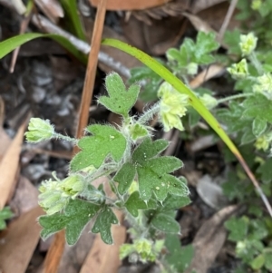 Xanthosia pilosa at Jervis Bay, JBT - 4 Oct 2023