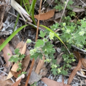 Xanthosia pilosa at Jervis Bay, JBT - 4 Oct 2023