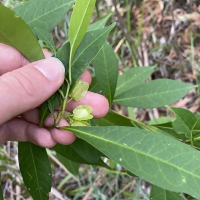 Dodonaea triquetra (Large-leaf Hop-Bush) at Jervis Bay, JBT - 4 Oct 2023 by Tapirlord