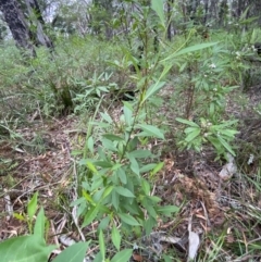 Dodonaea triquetra at Jervis Bay, JBT - 4 Oct 2023