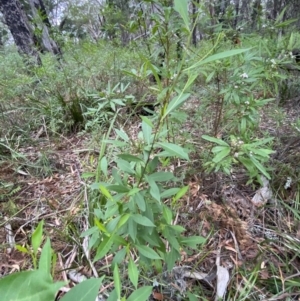 Dodonaea triquetra at Jervis Bay, JBT - 4 Oct 2023