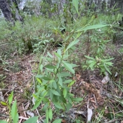 Dodonaea triquetra at Jervis Bay, JBT - 4 Oct 2023