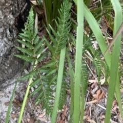 Pteridium esculentum (Bracken) at Jervis Bay, JBT - 3 Oct 2023 by Tapirlord