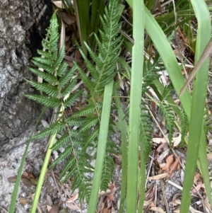 Pteridium esculentum at Jervis Bay, JBT - 4 Oct 2023 10:04 AM