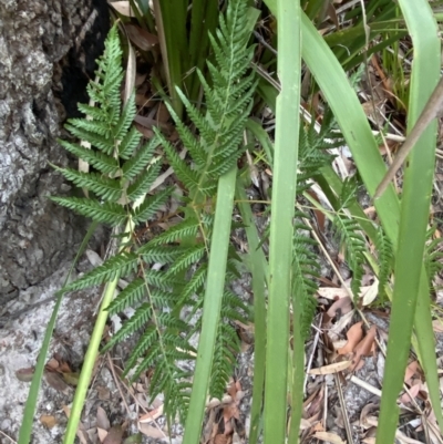 Pteridium esculentum (Bracken) at Booderee National Park - 3 Oct 2023 by Tapirlord