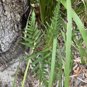 Pteridium esculentum at Jervis Bay, JBT - 4 Oct 2023 10:04 AM